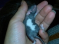 baby rats