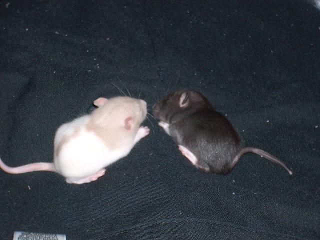 baby rats