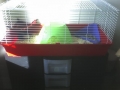 Gir And Zim