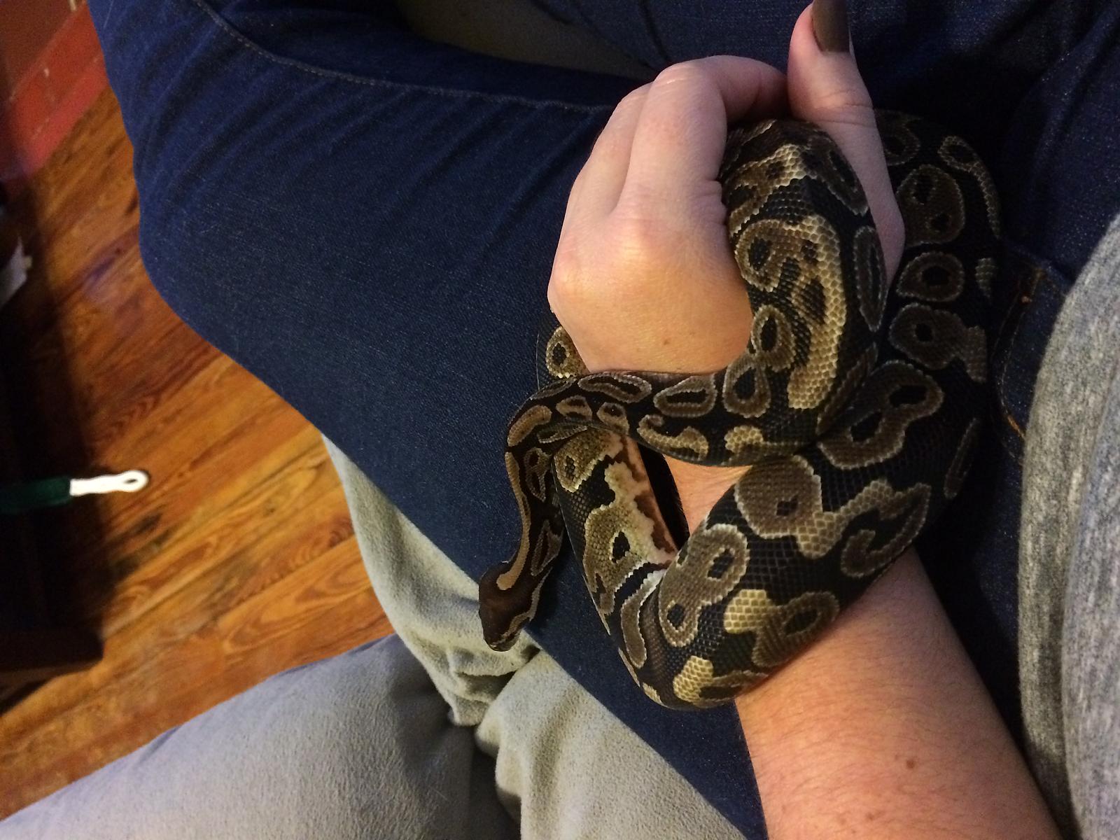 Audrey 2 "Tooey"