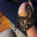 Audrey 2 "Tooey"
