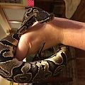 Audrey 2 "Tooey"