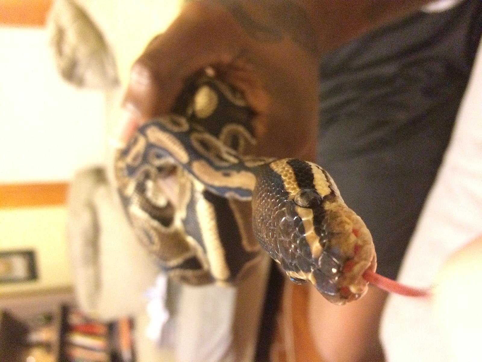Audrey 2 "Tooey"