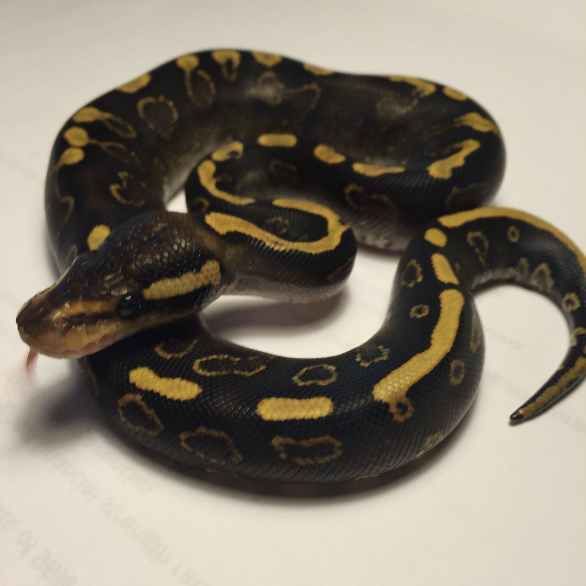Clutch #1 Pastel GHI x Mahogany Harley YB