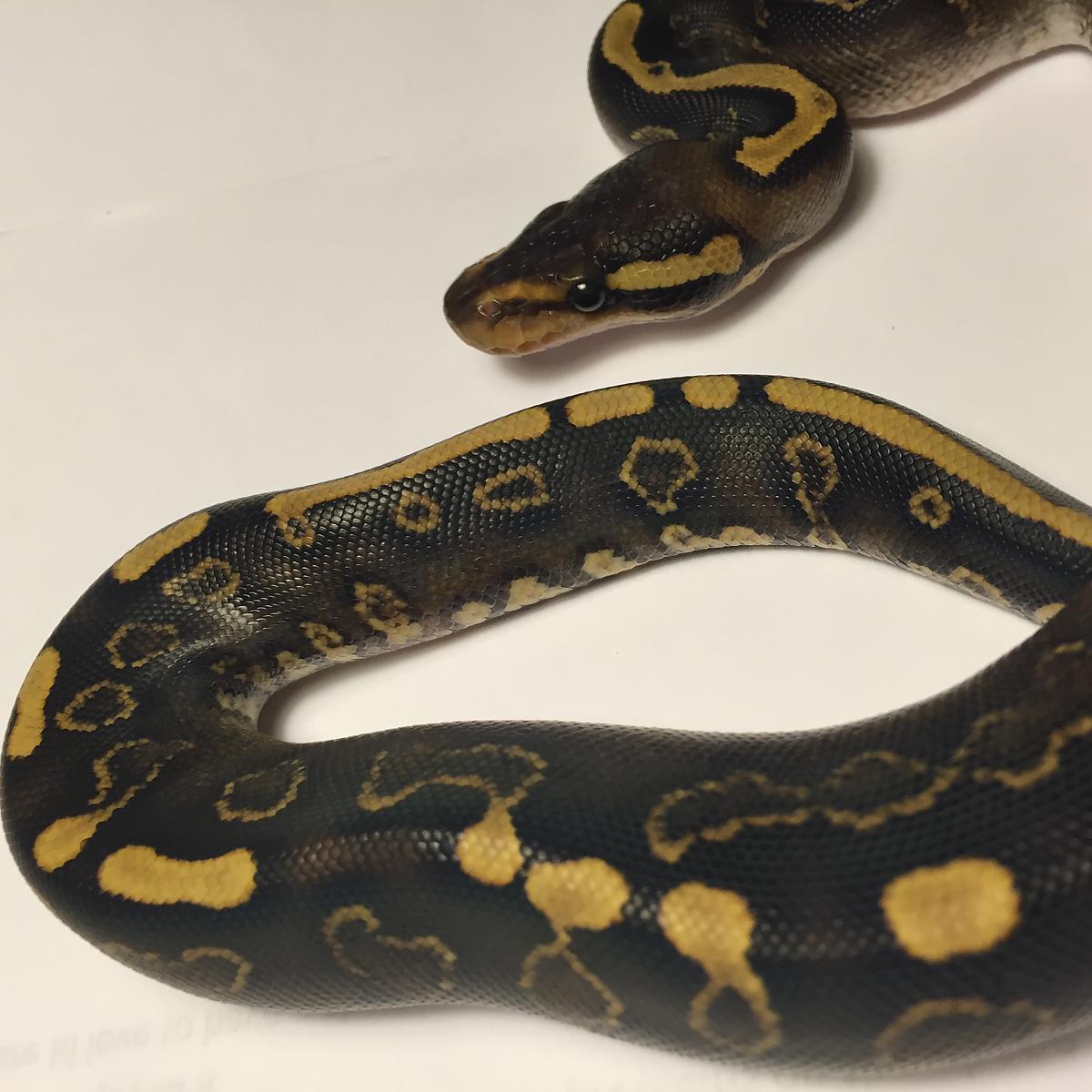 Clutch #1 Pastel GHI x Mahogany Harley YB
