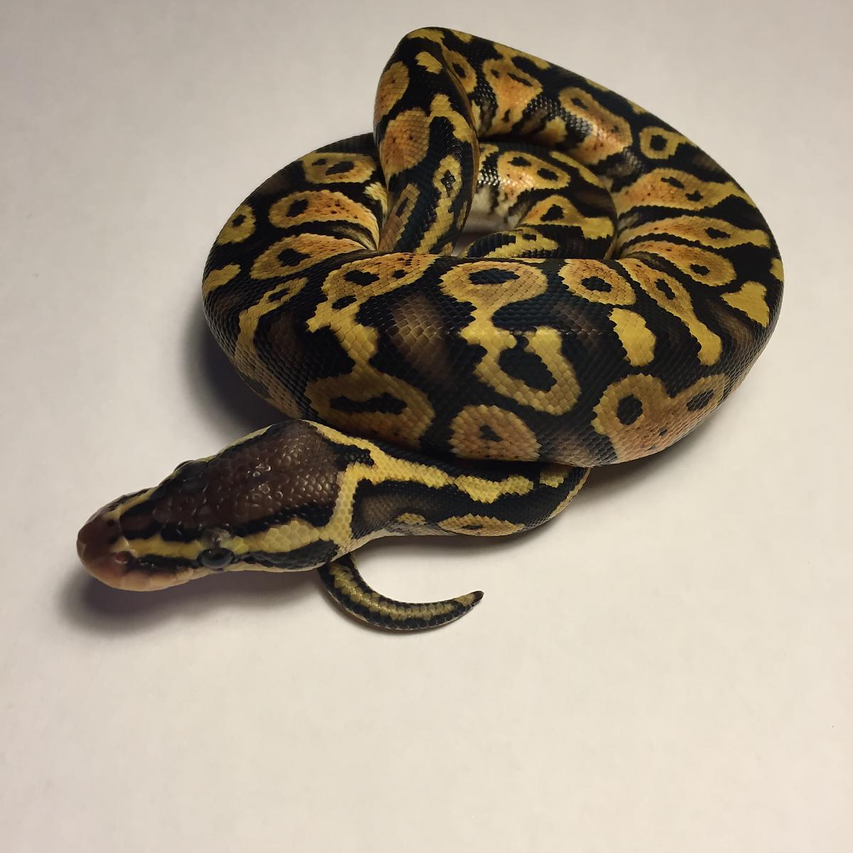Clutch #1 Pastel GHI x Mahogany Harley YB