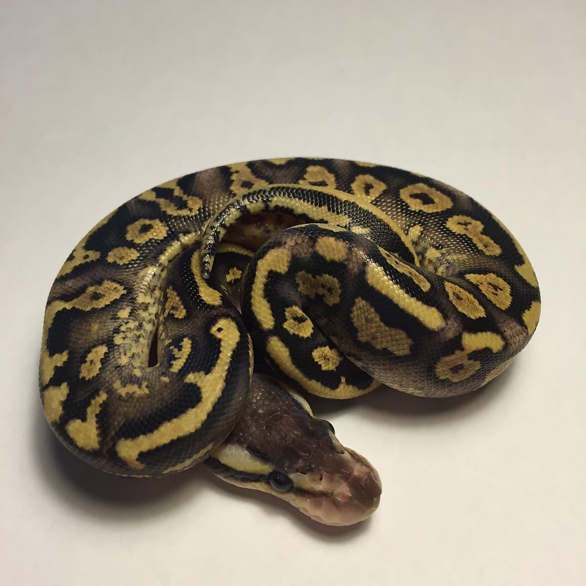 Clutch #1 Pastel GHI x Mahogany Harley YB