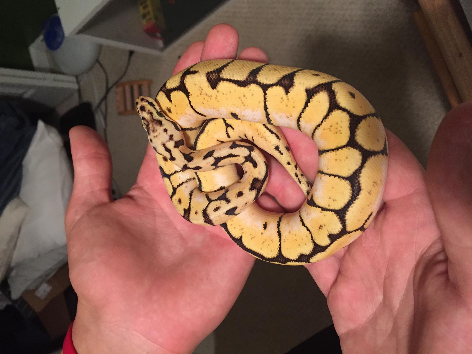Bumblebee Baby 08/02/15