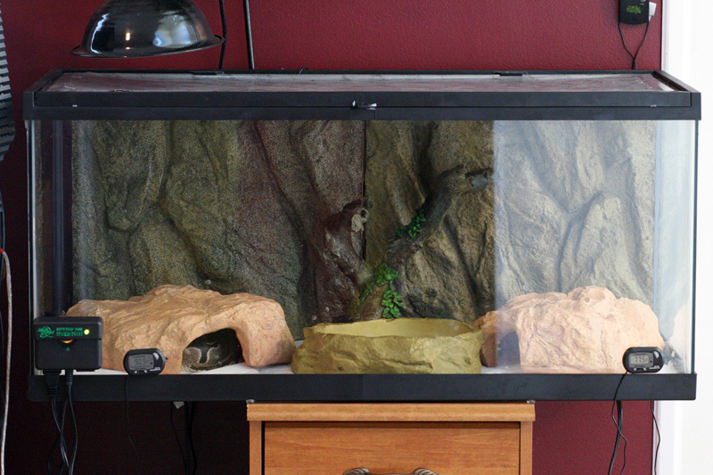 Ball Python Tank Set up