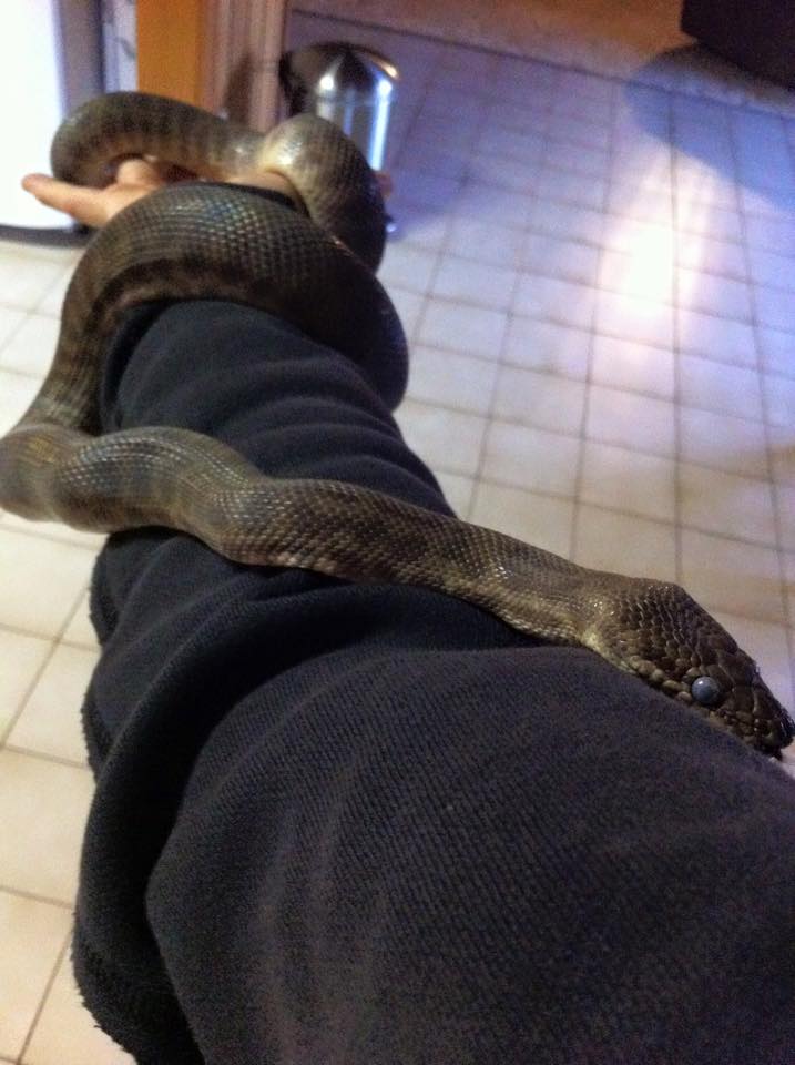 Stimson Python