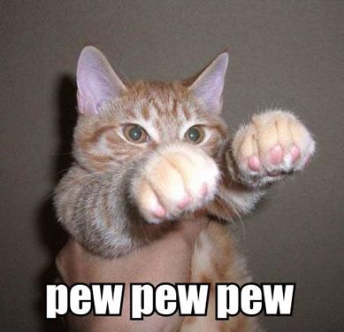 funny kitty