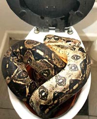 snakeinthecrapper