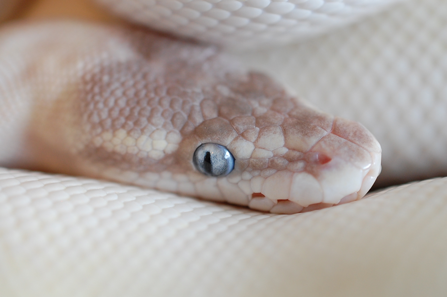 2010 Super Mojave Female