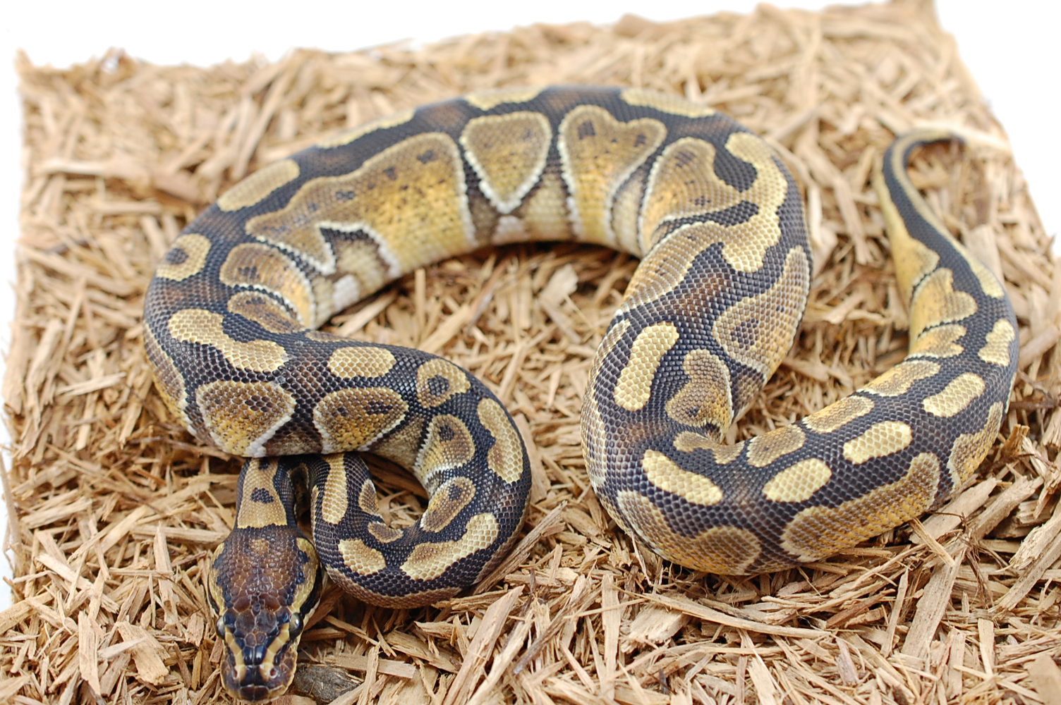 2011 Enchi Granite Male #1