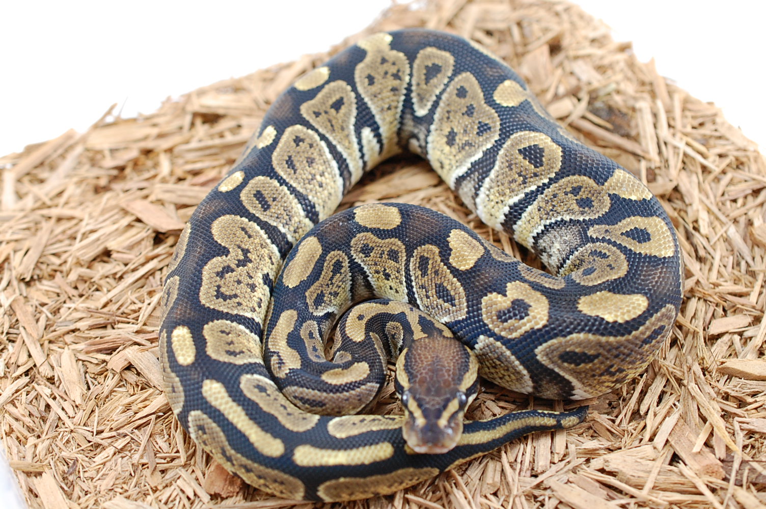 2011 Female Granite