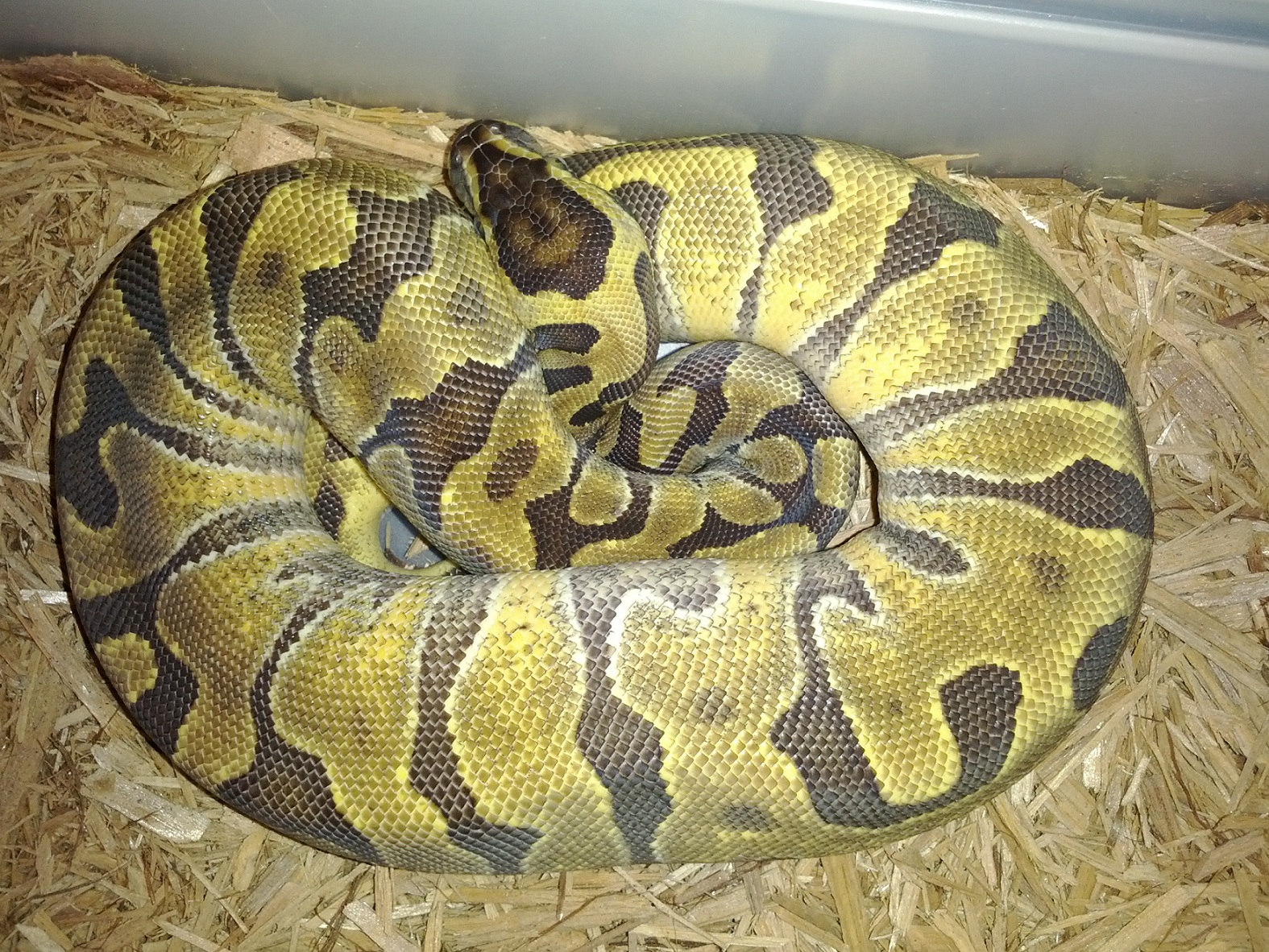 2011 Female Super Enchi @ 350 grams