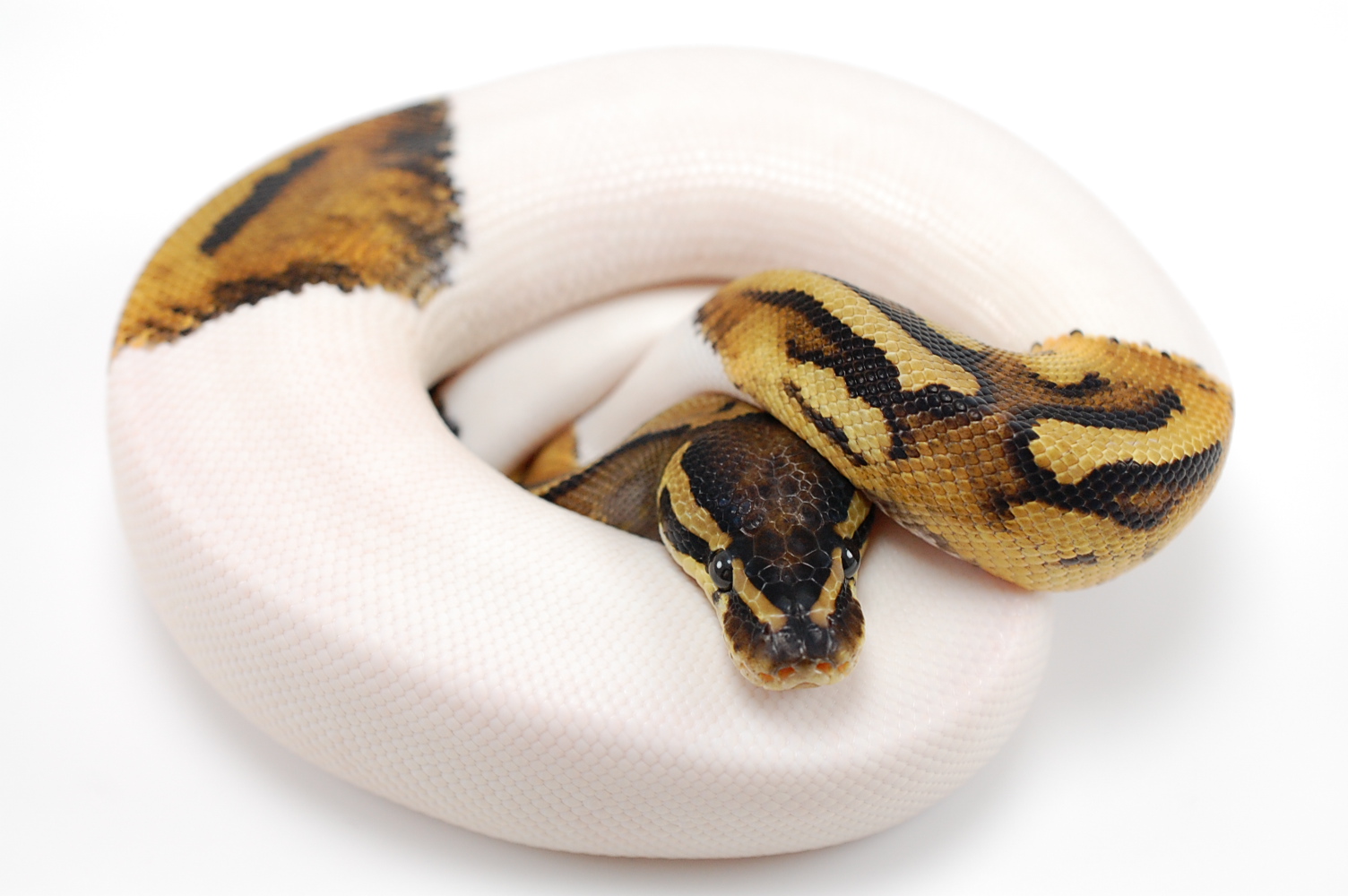 2011 Male Pied 66% PH Albino