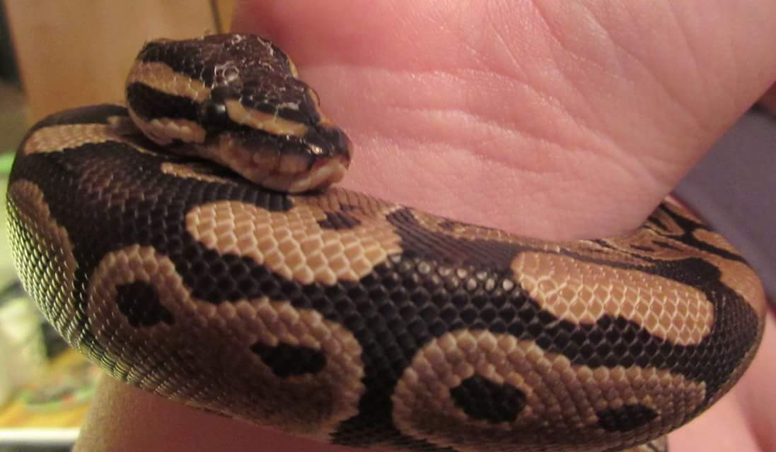Noodles :)