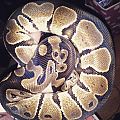 Rango