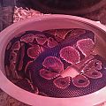 Rango