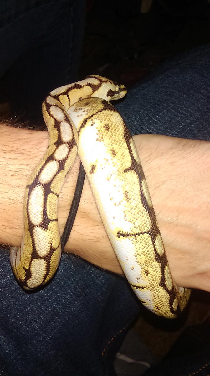 My first snake!