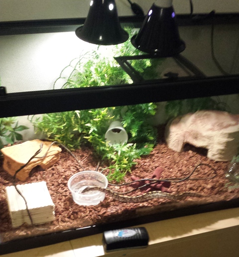 Dephi's Larger Tank