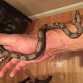 Dwarf Boa