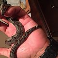 Dwarf Boa