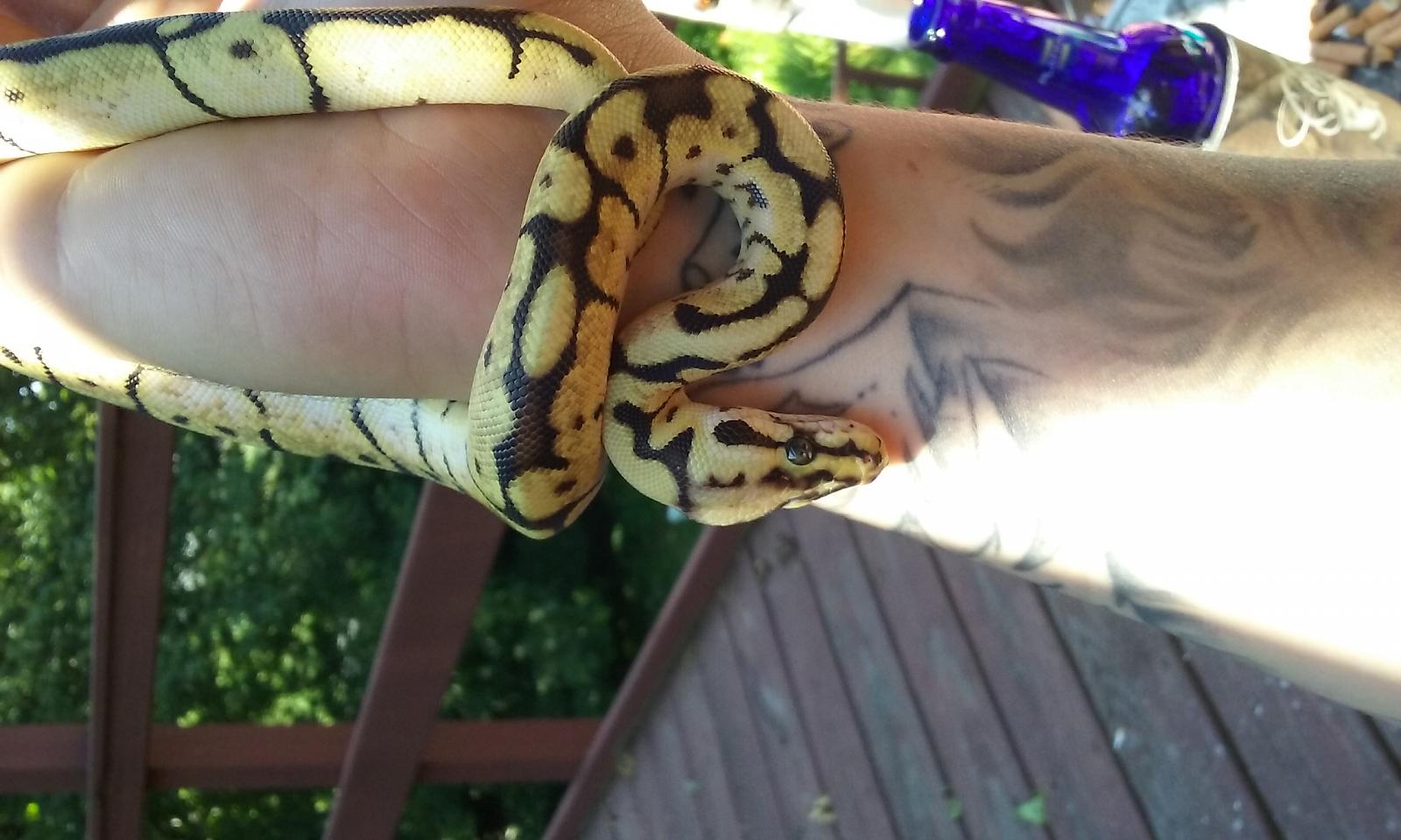 bumblebee