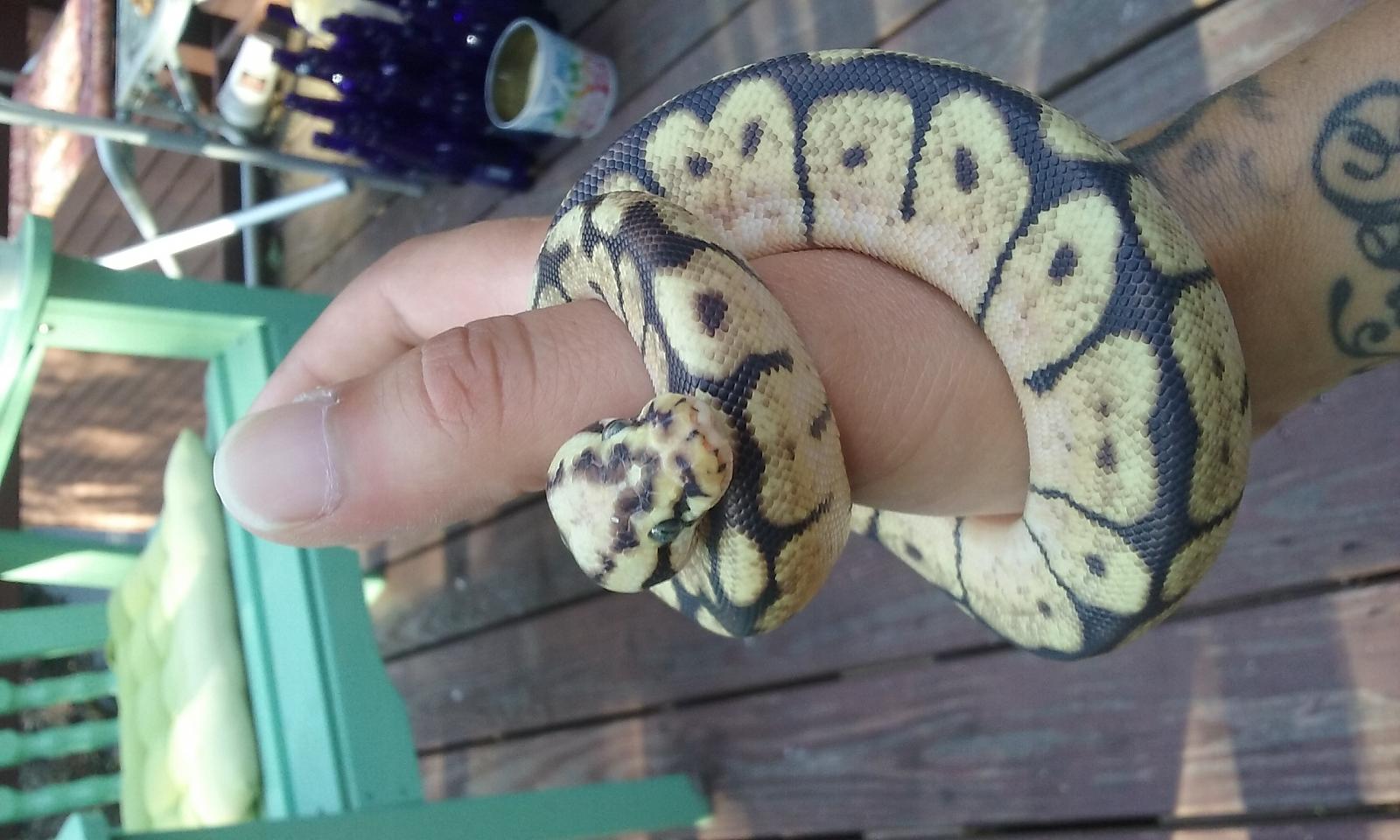 bumblebee