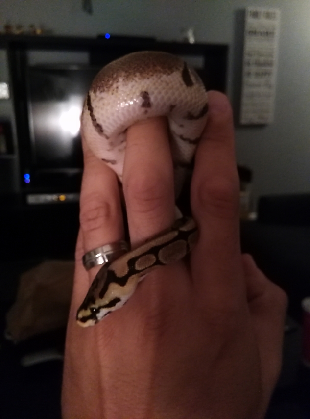 My beautiful spider 