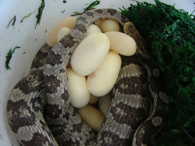 Eggs