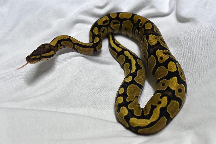 First Shed with me