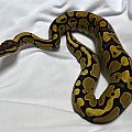 First Shed with me