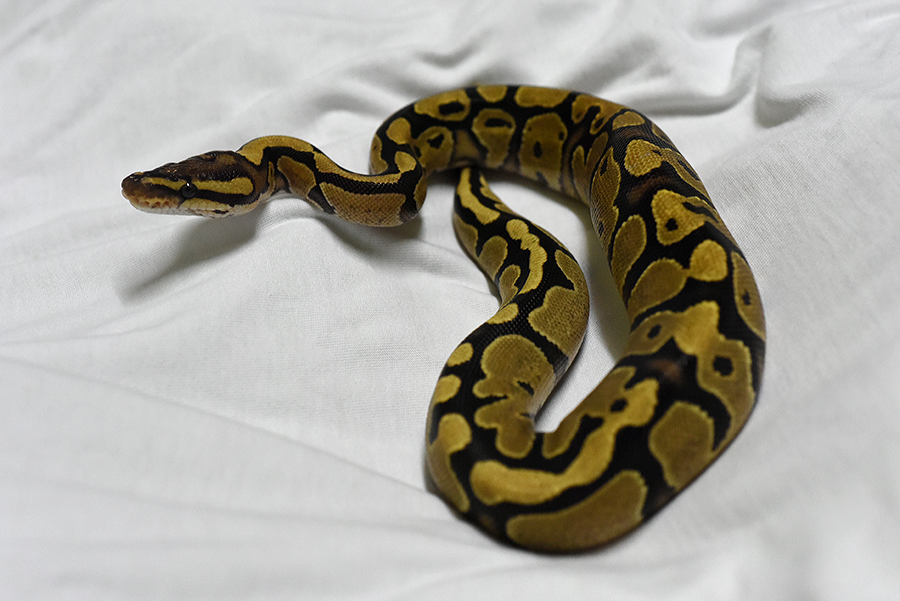 First Shed with me