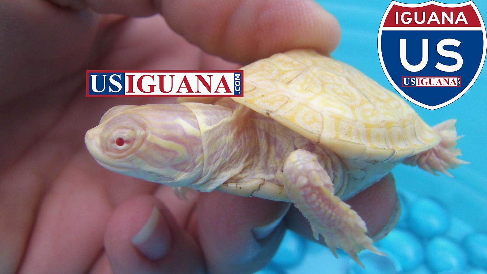 Albino Chicken Turtle