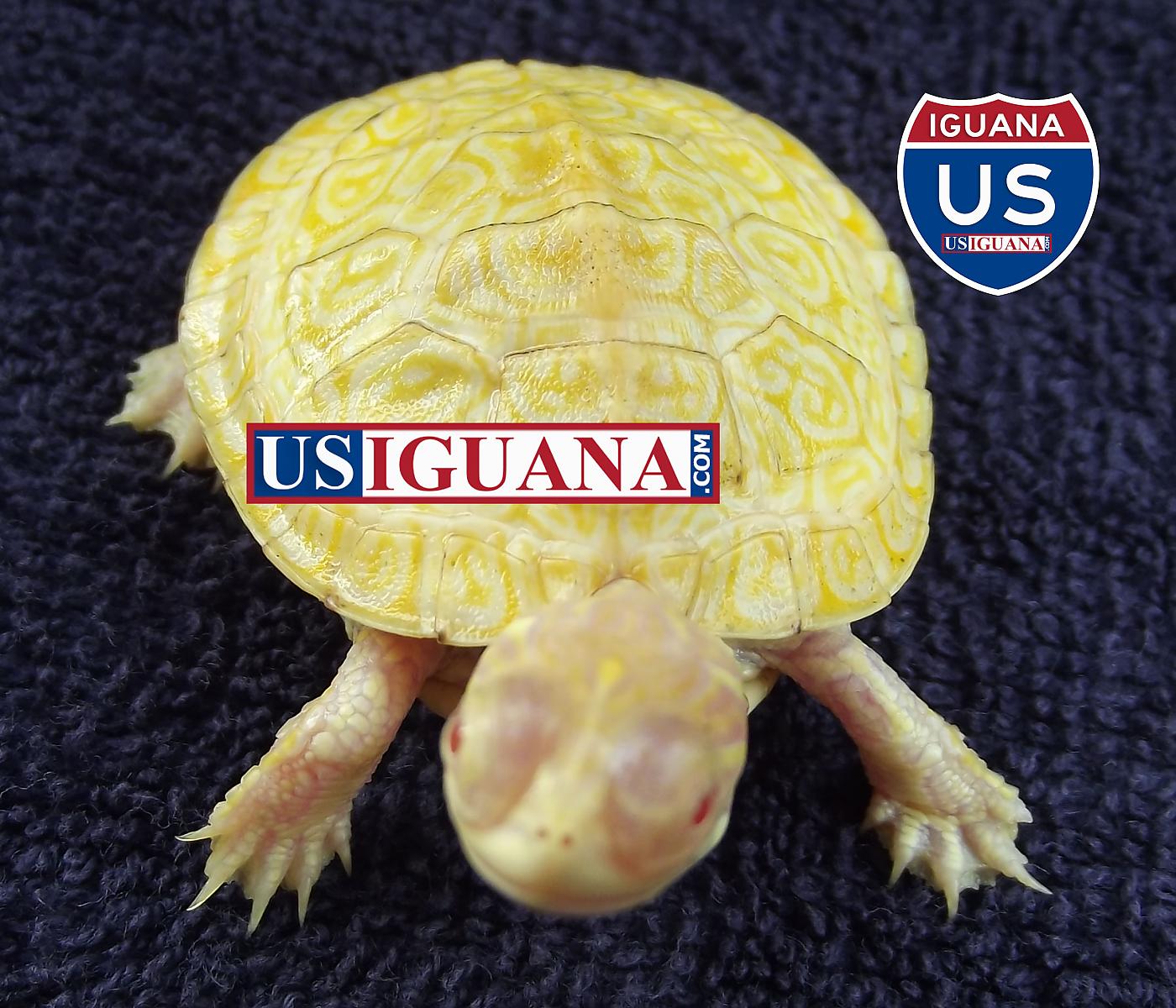 Albino Chicken Turtle