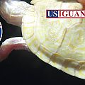 Albino Chicken Turtle