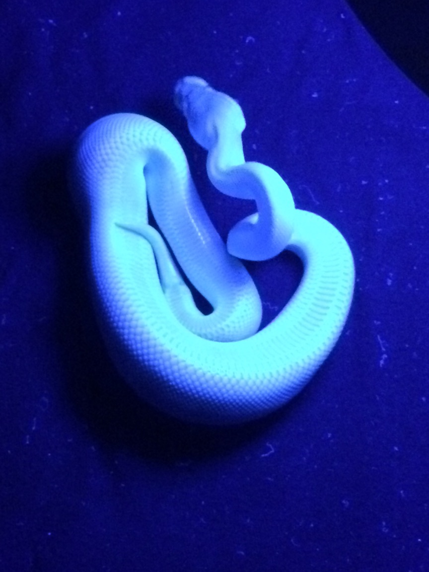 supermojave2