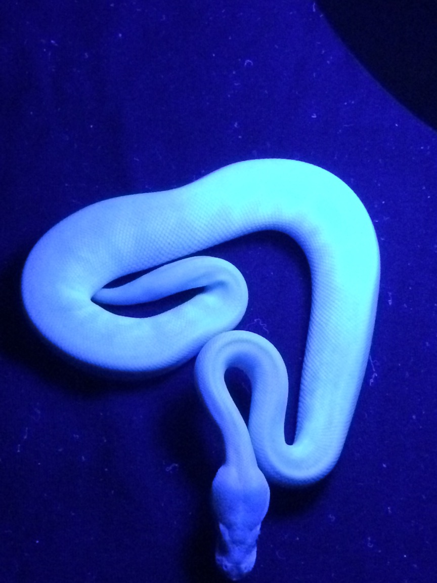 supermojave5