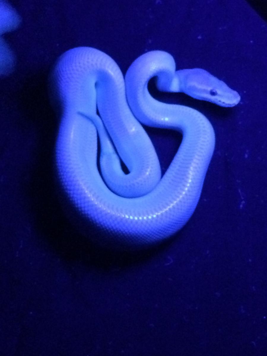 supermojave6