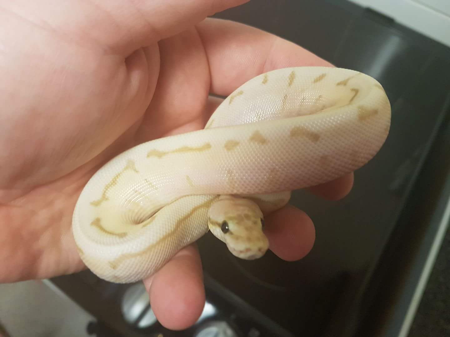 Enchi killer queen spin
