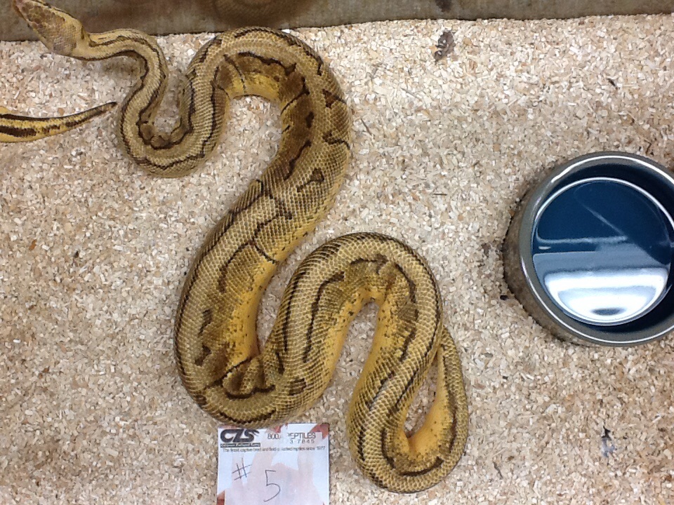 Unknown morphs