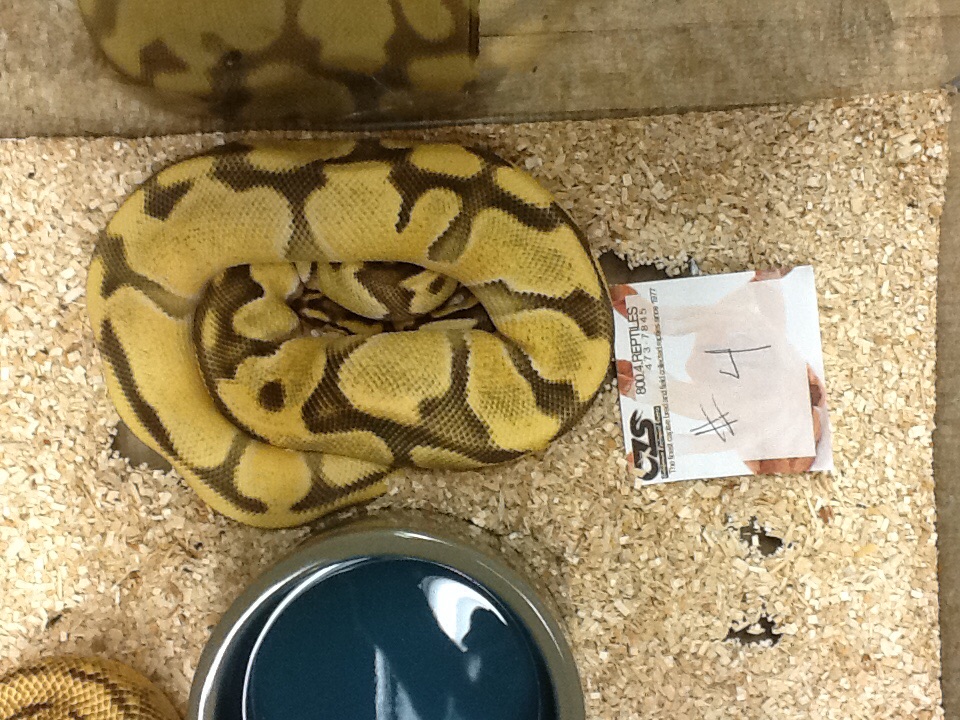 image 235287