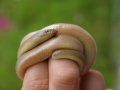 Ruber Boa