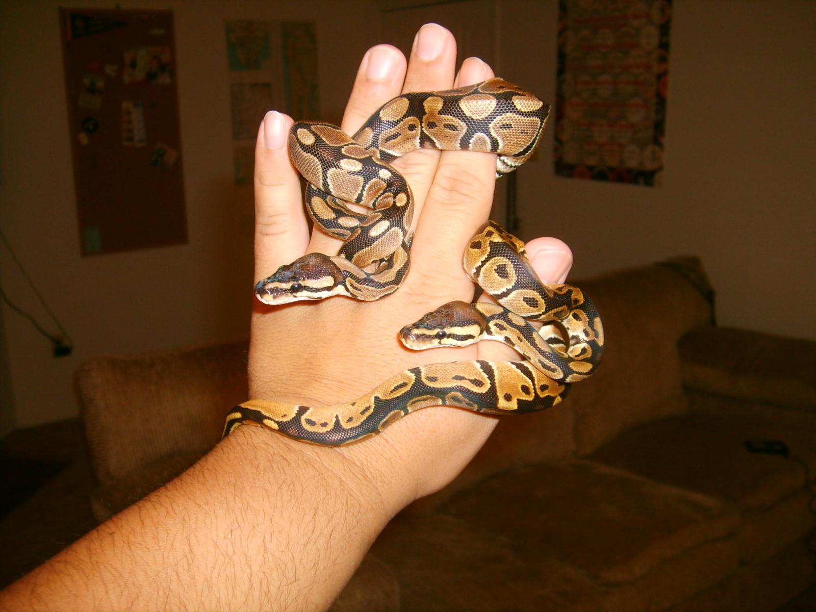 cleo and sparticus