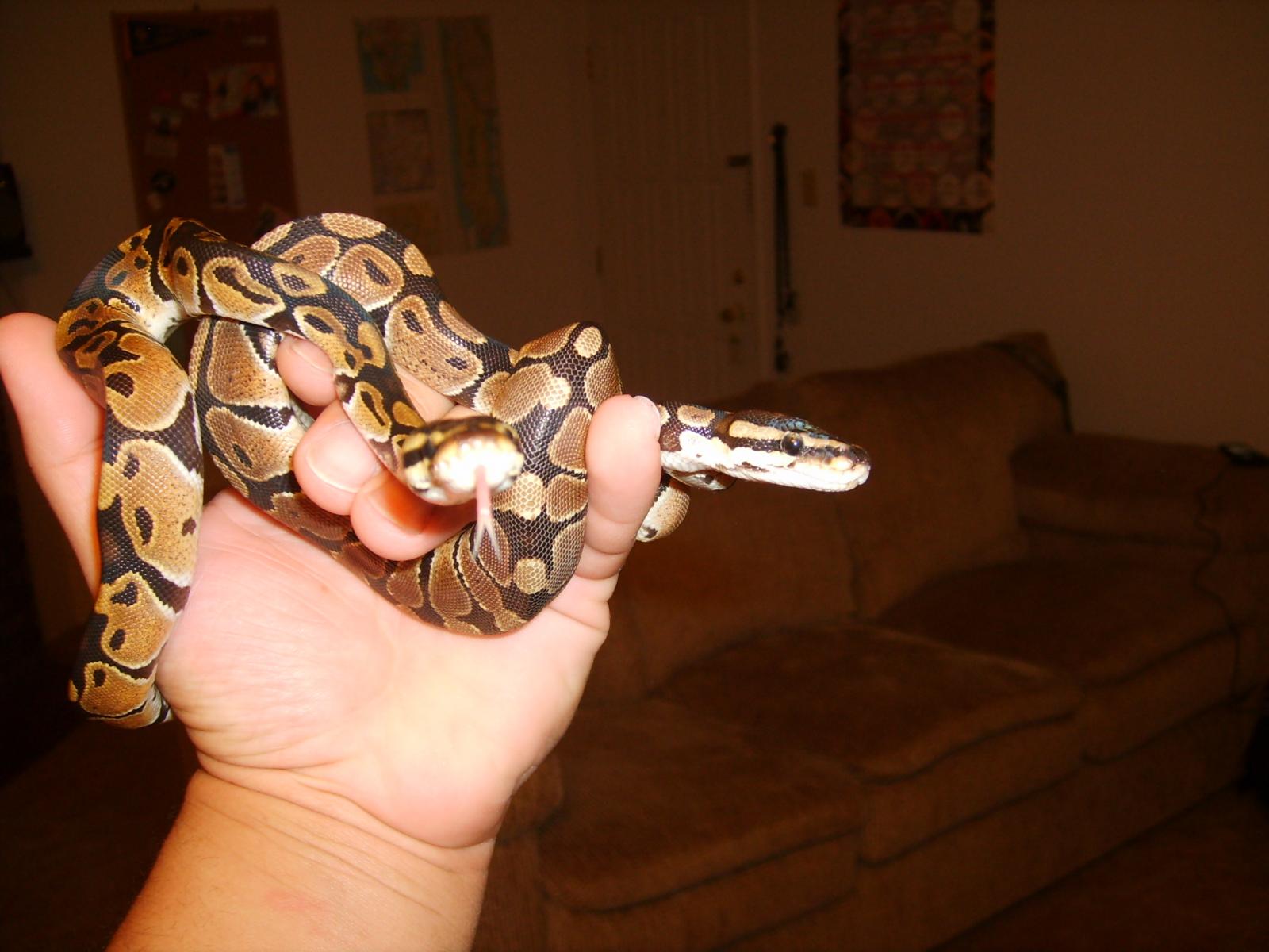 snakes
