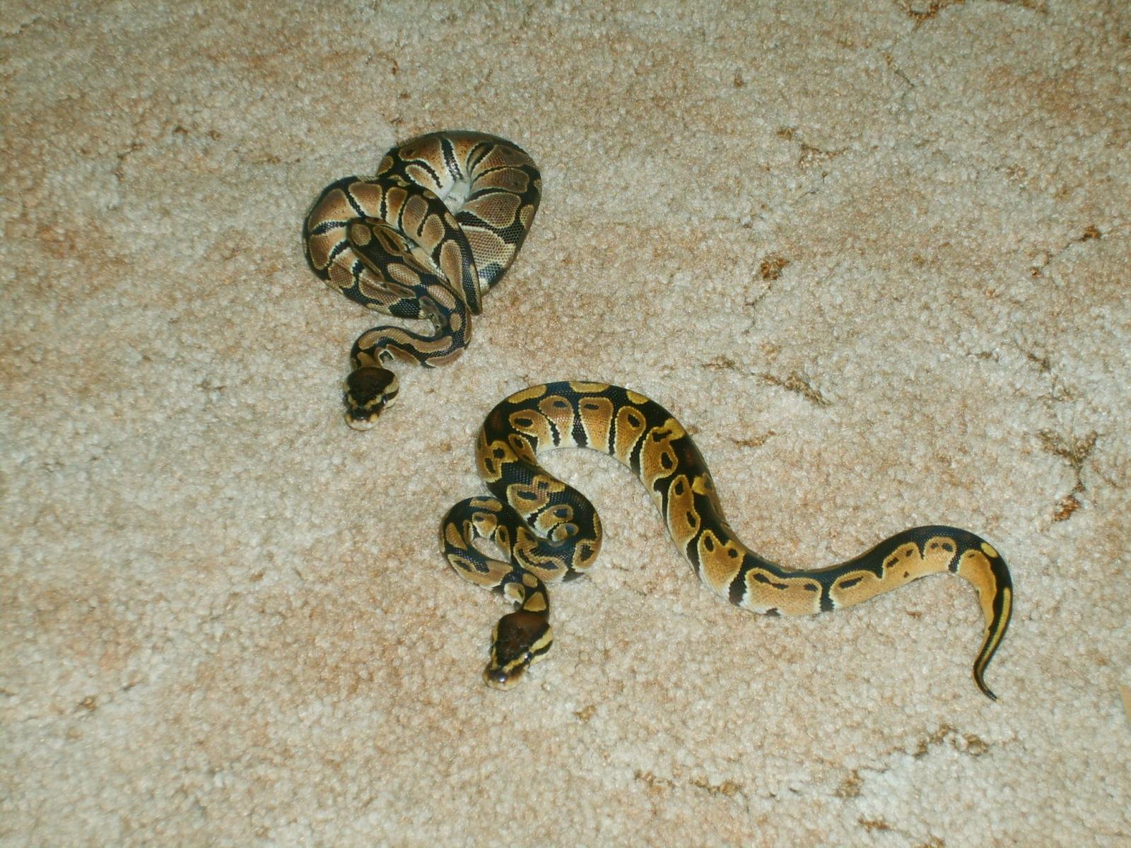 snakes