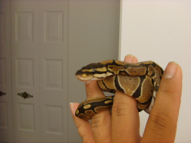 sparticus