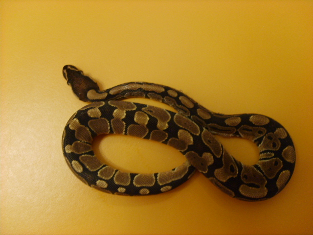 sparticus